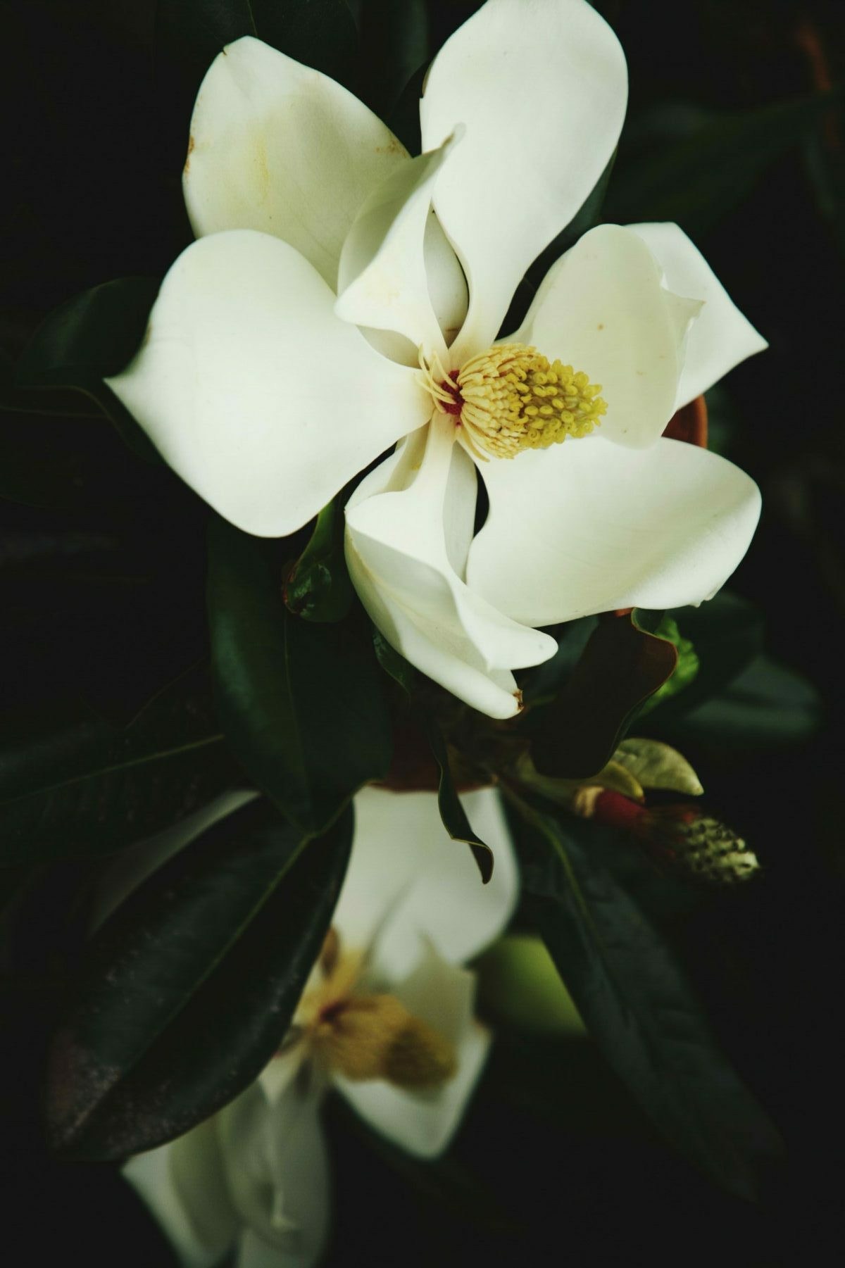 Close Up Of White Flowering Plant